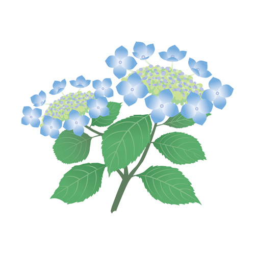 紫陽花